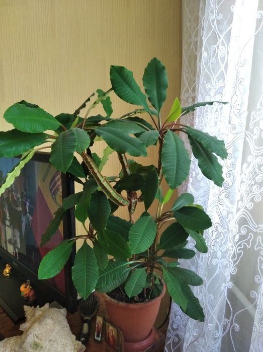 Продам вазона деток