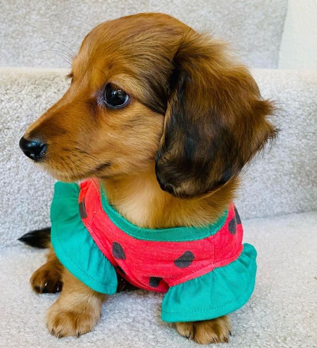 Кроляча довгошерстна красуня