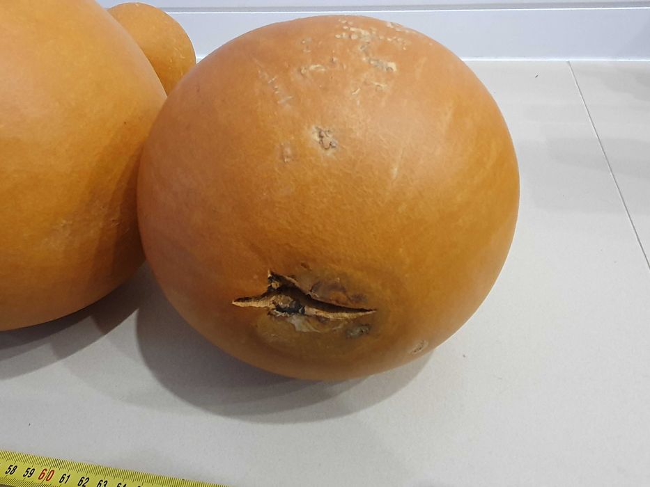 Tykwy owoc zdrewniały z Nigerii + gratis