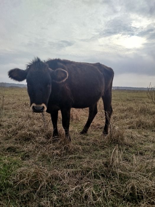 Телиця джерсі, нетель джерсей, теличка джерс