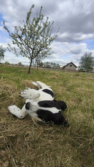 Szczeniak do adopcji - suczka