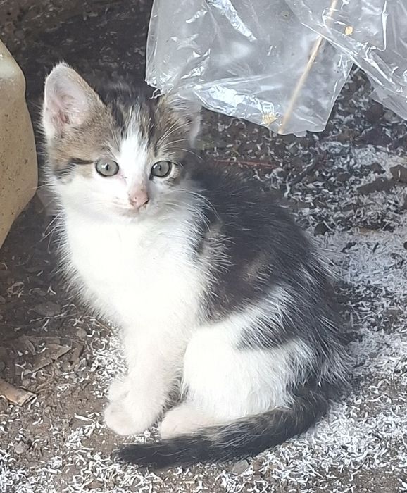 2 czarno białe małe kotki do oddania do adopcji  kocur i kotka
