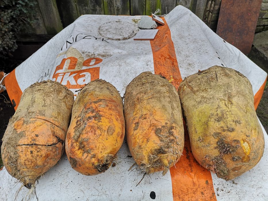 Buraki pastewne żółte