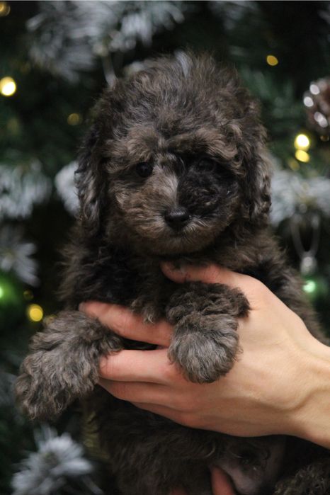 Мраморный щенок ,мерле мальчик мальтипу