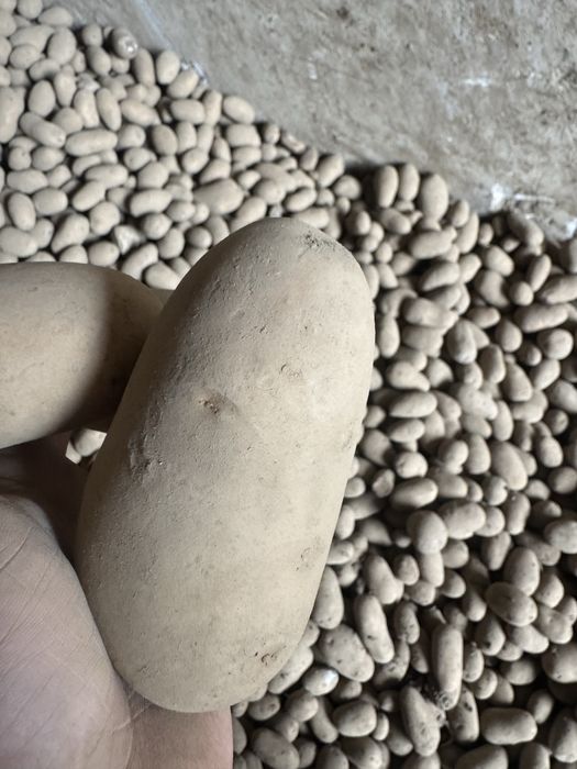 Ziemniak queen anna soraya belana inowator