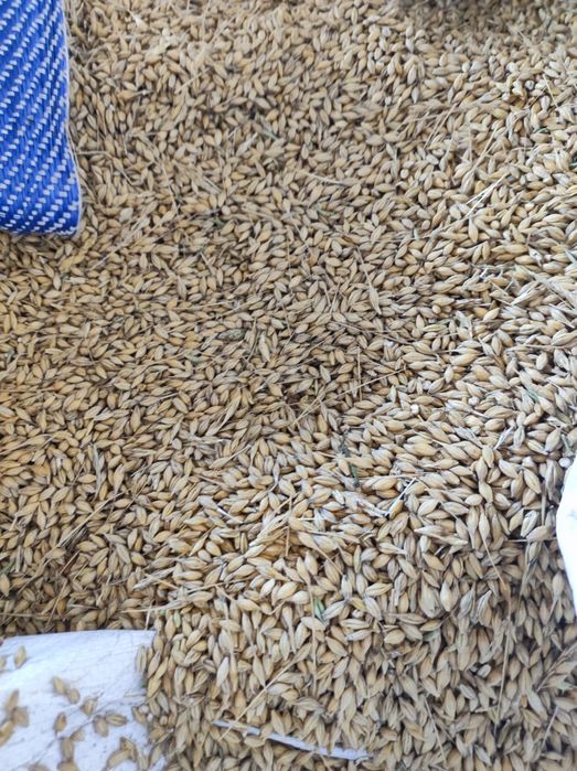 Jęczmień Zimowy Sandra,Aleksandra