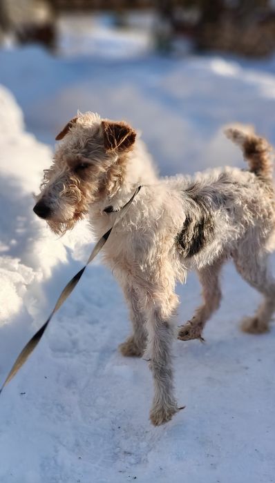 Хлопчик жорсткий Фокс