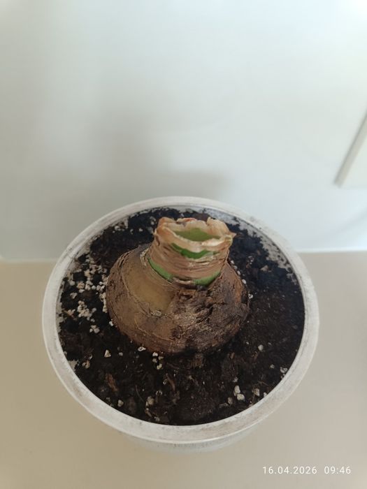 Гиппеаструм амариллис Clown