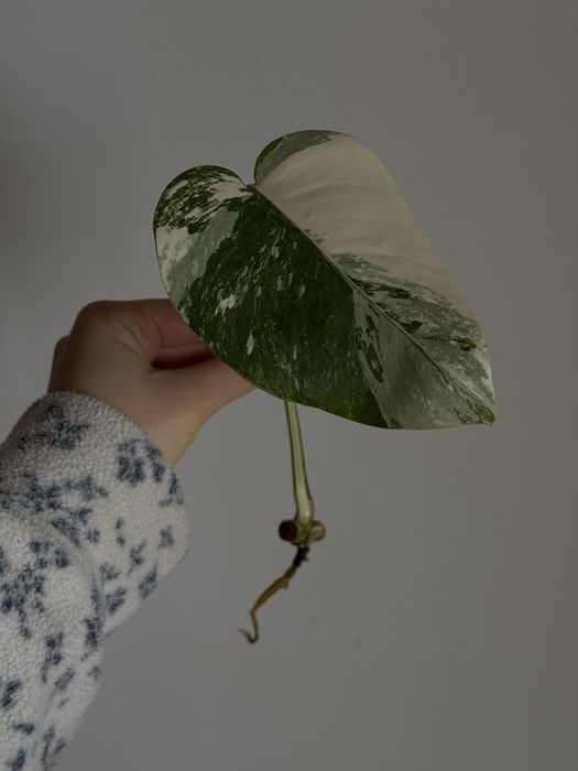 MONSTERA ALBO / монстера альба