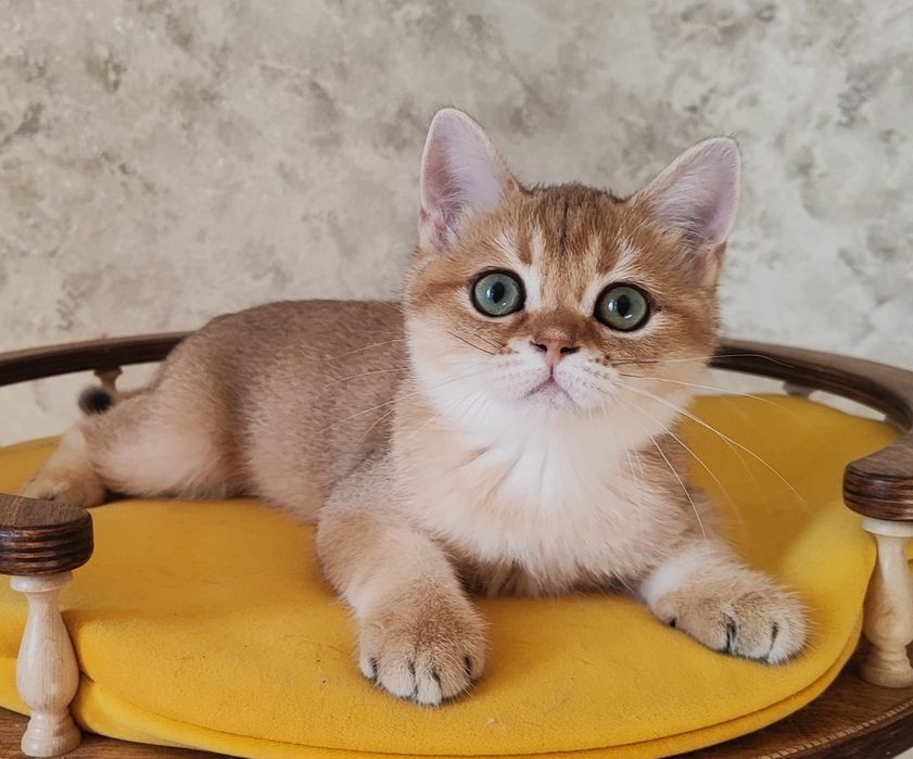 Золотий шотландський котик Може стати членом вашої родини