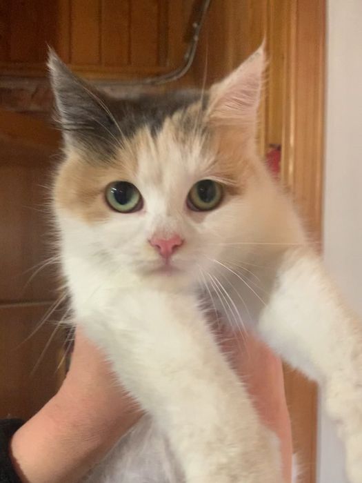 Киця Потятко в добрі руки. Соромязлива і добра