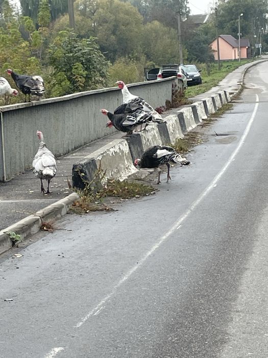 Індики домашні річні