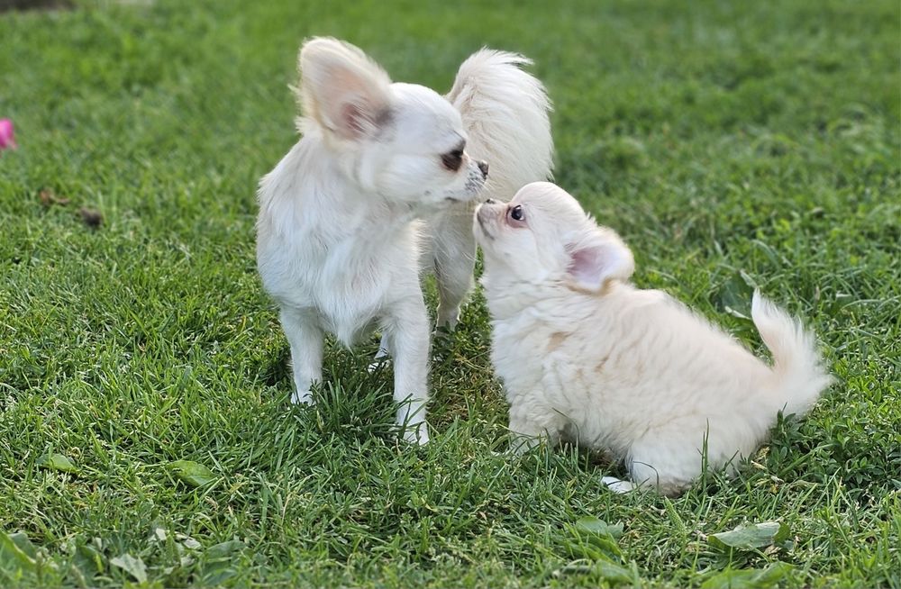 Chihuahua dlugowlosy piesek biało kremowy