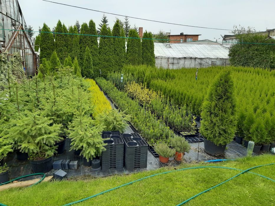 Tuja Szmaragd żywopłot 120-130cm