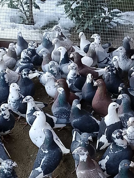 Gołębie Staropolskie