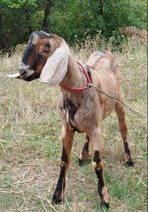 100 %  Цап Англонубієць