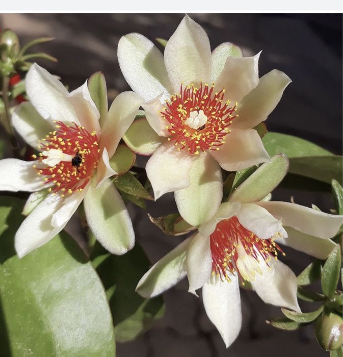 Planta ora- pro-novis