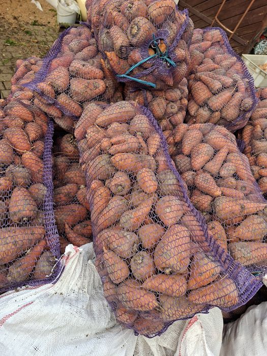 В продажі морква