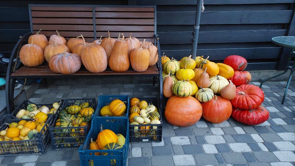 продам декоративні гарбузики