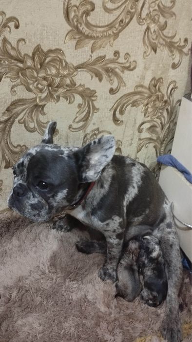 Щенята шукають родину