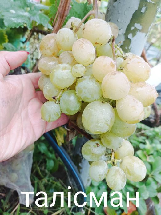Продам саженцы винограда.Есть много сортов