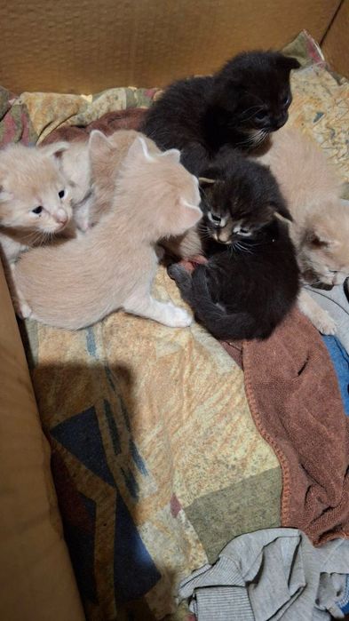 Кошенята в добрі руки