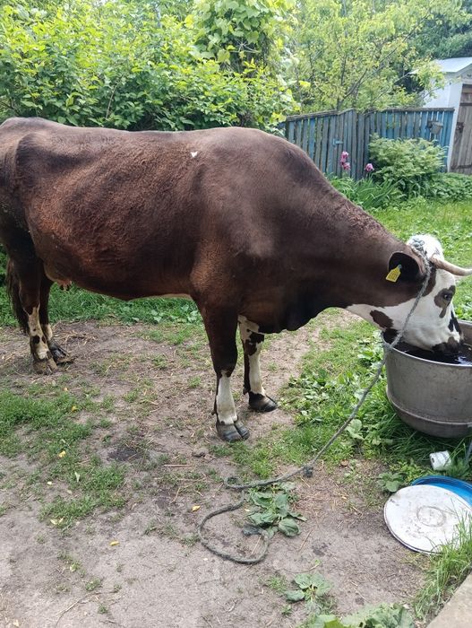 Продам корову чорнорябу