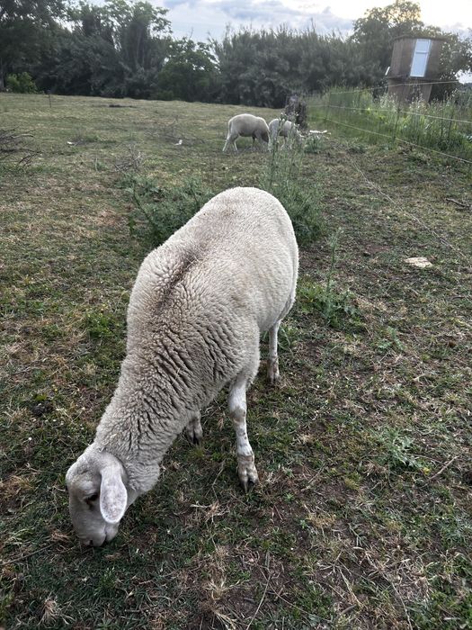 Borregos para venda