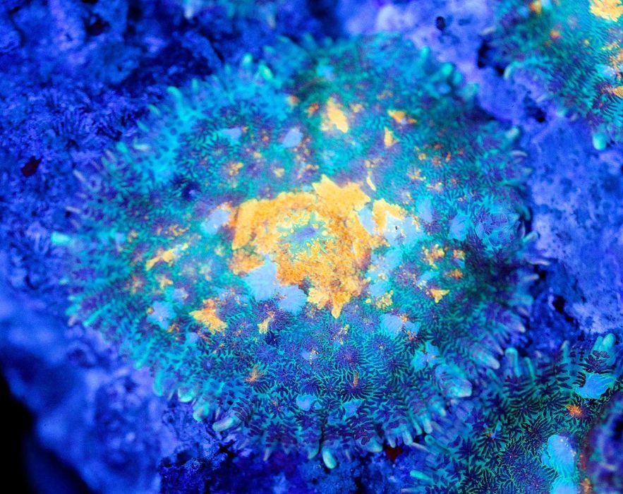 Rhodactis Gold Leaf Blue Head FLUOLAMPS.PL WYSYLKI