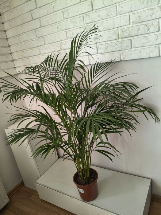 Palma Areka  100 cm