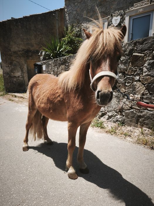 Ponei macho inteiro