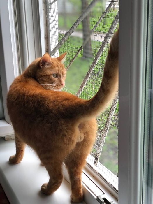 Котик Рудик бесплатно