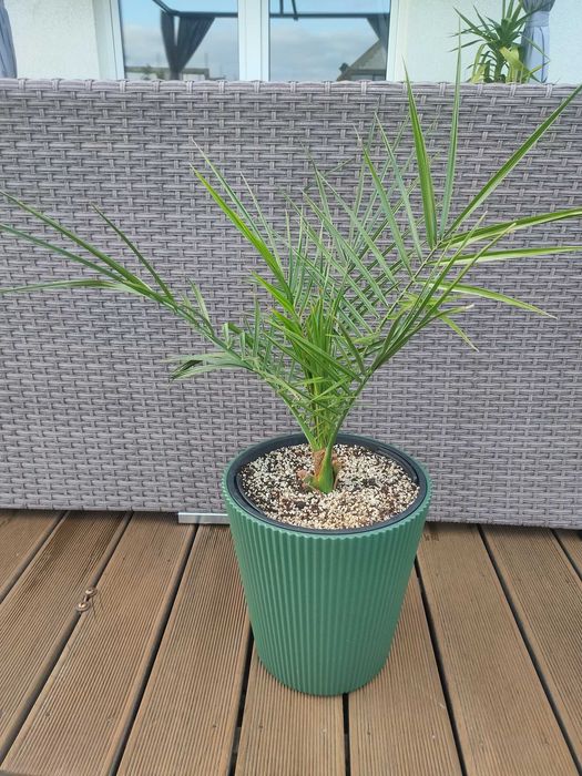 Daktylowiec kanaryjski Phoenix canariensis