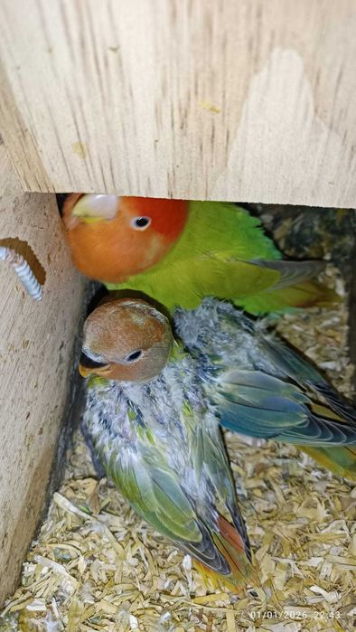 Agapórnis para cedencia