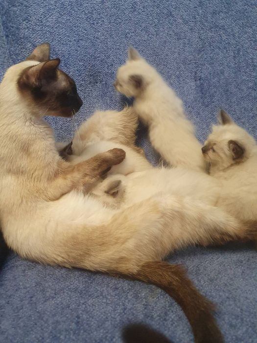 Котята ждут семью.