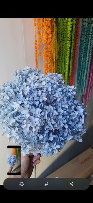 Сухоцвіти лагурус стабілізована гортензія гіпсофіла опт рускус гліксія