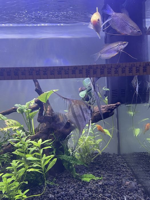 Pterophilum Scalare “Escalares Altum”