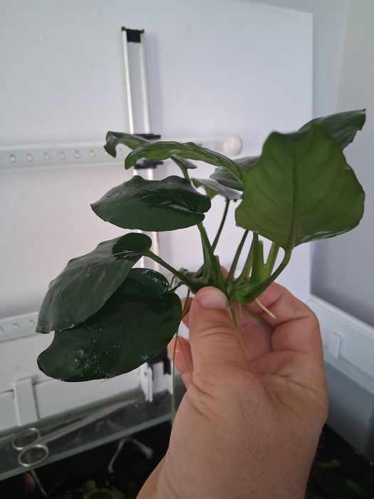 Anubias w super stanie