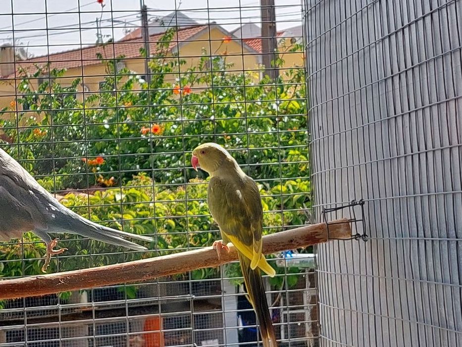 Algumas Aves para saírem