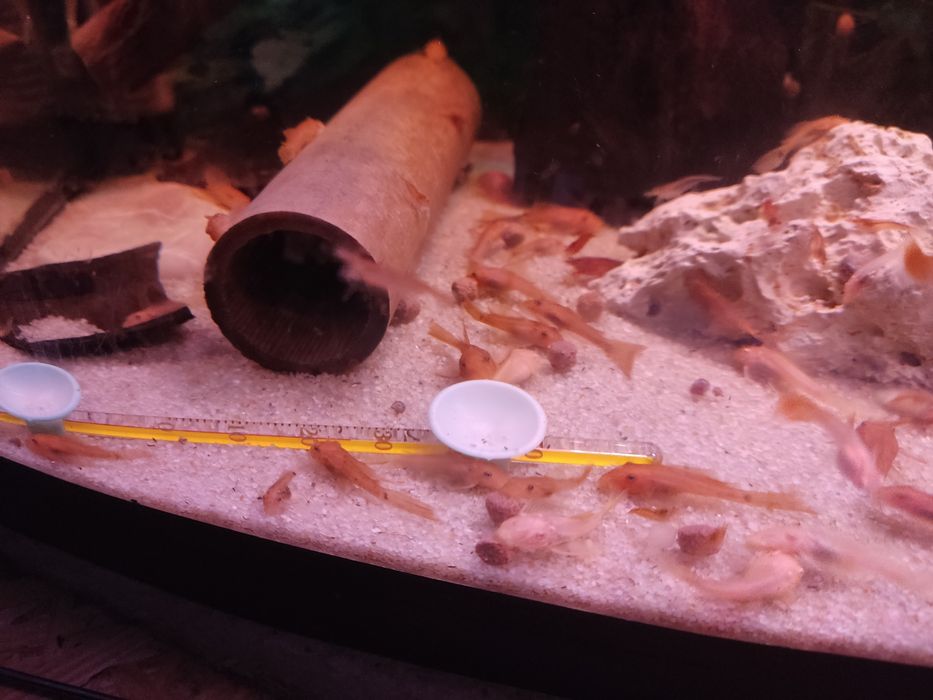 Zbrojniki albinos glonojad