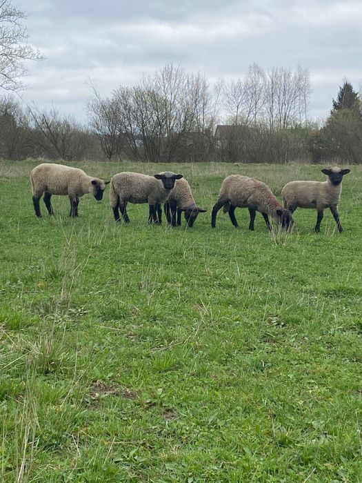 Owce jagnięta czarnogłówka