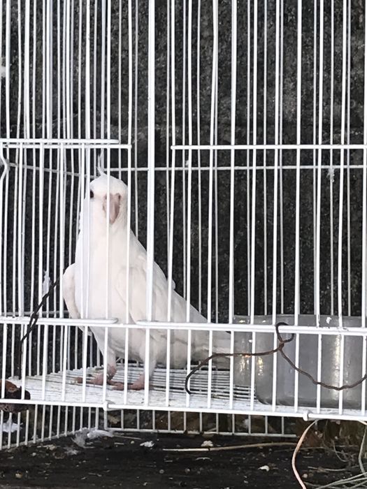 Caturra albina femea para troca