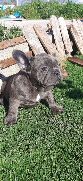 Bulldog  francês blue
