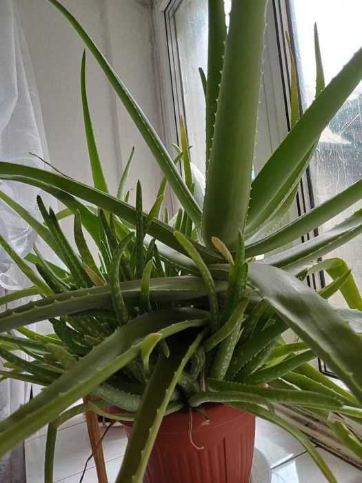 Продам алое вера великих розмірів