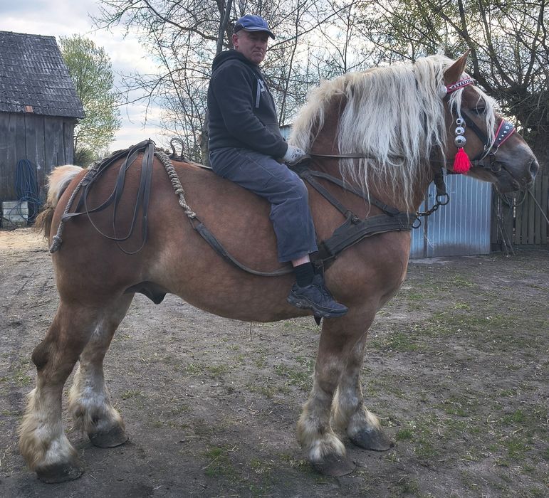 Ogier sokólski programowy