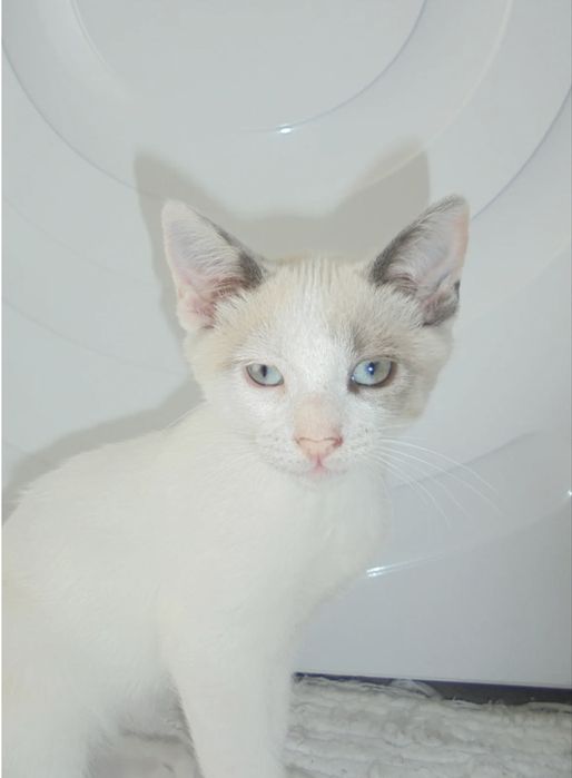 Gatinha 2 meses para adoção responsável