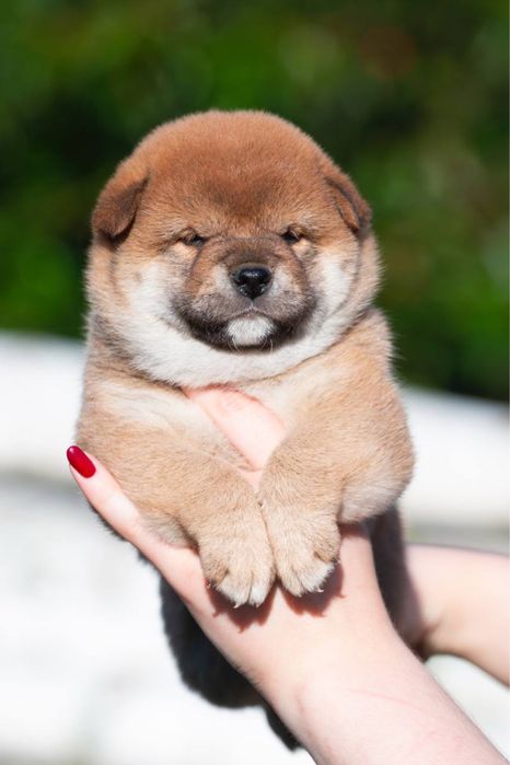 Шиба цуценята shiba inu