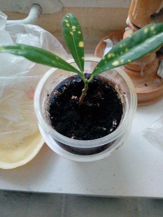 Обменяю или продам цветок Кротон Голд даст на Кротон Кодиэум