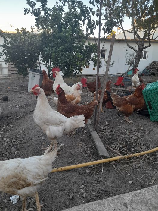 Vendo Galinhas Poedeiras