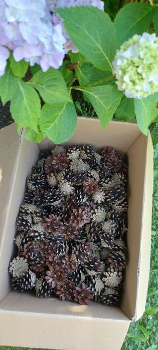 Szyszki z sosny szyszka 100szt